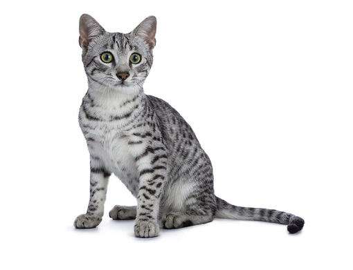 Egyptian online mau pret